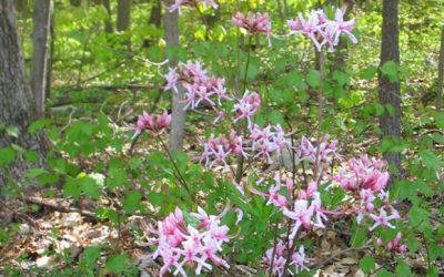 Sadsbury Woods Preserve